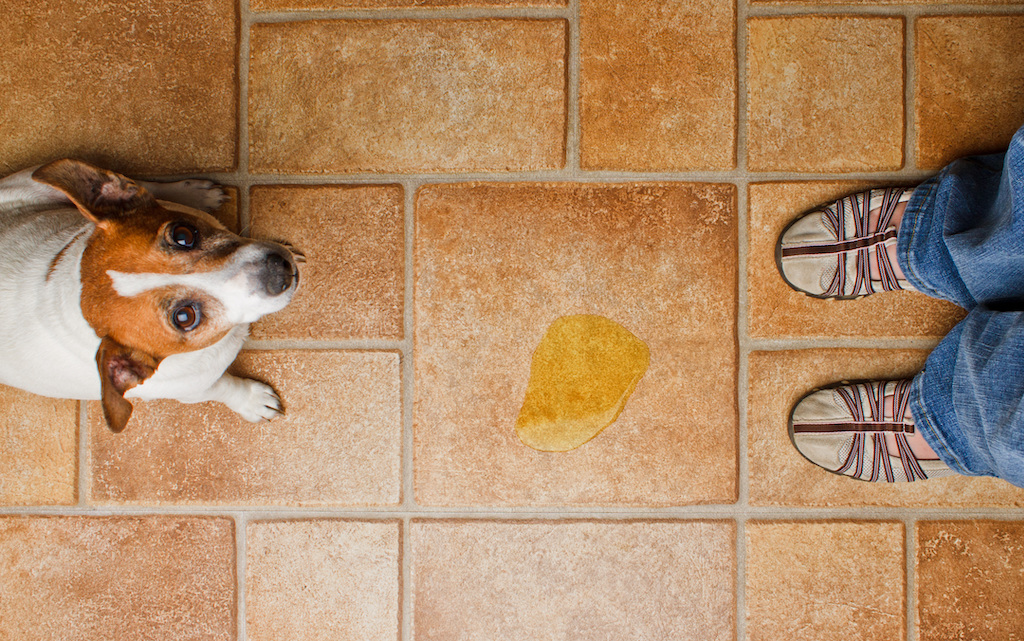 How Can I Stop My Dog Urinating Around New People