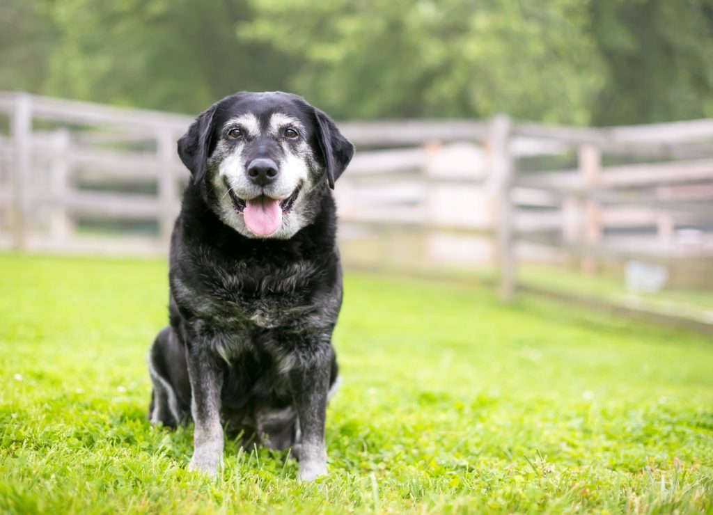 The Most Effective Mobility Solutions for Senior Dogs