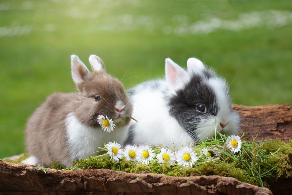 15 of the Best Rabbit Breeds for Pets