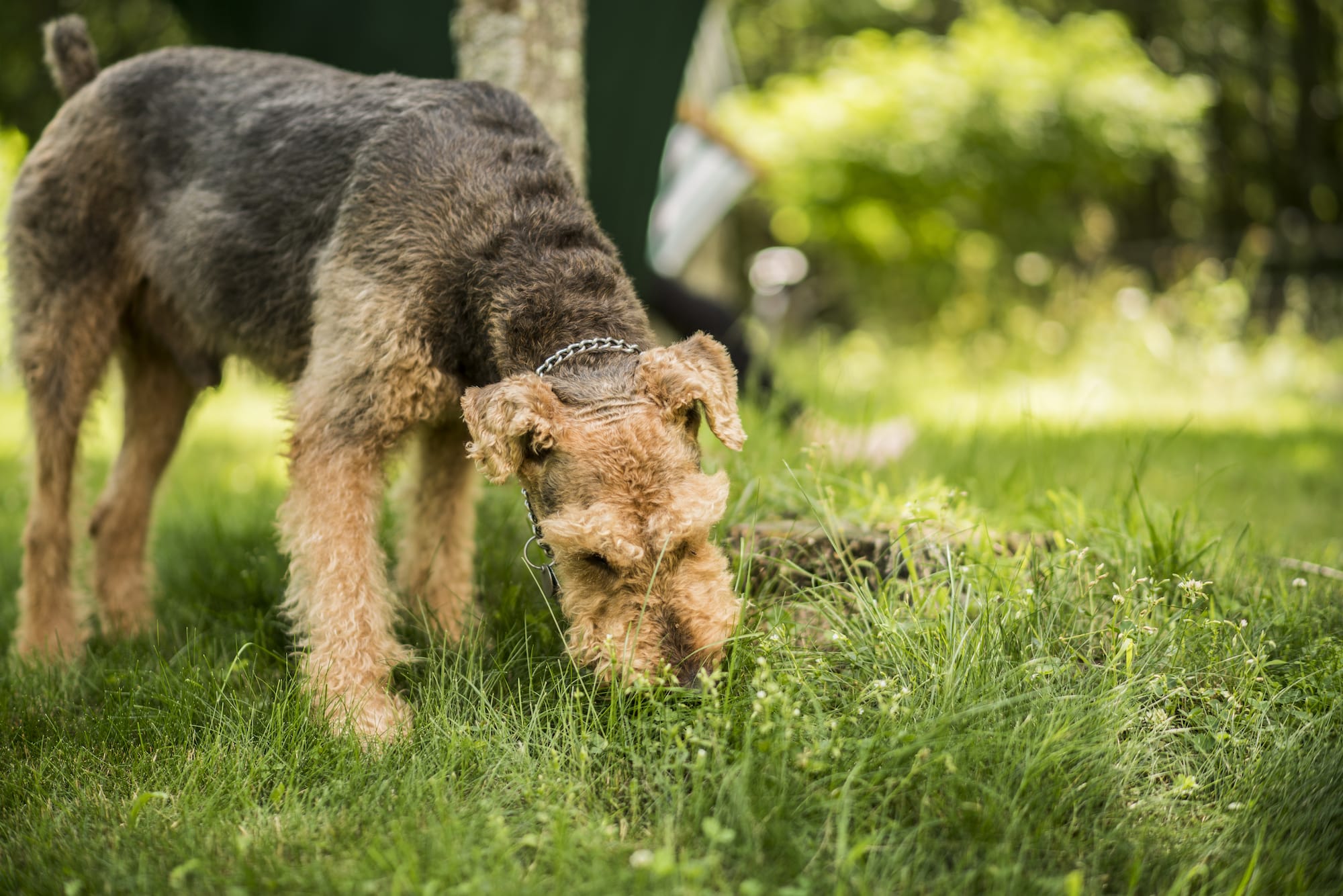 What Can I Do to Naturally Stop My Dog from Eating Poop?