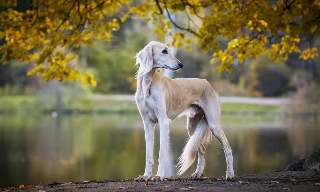 6 Highly Active Egyptian Dogs That Will Keep You on Your Toes